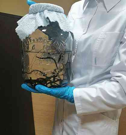 Пиявки медицинские Ростов-на-Дону