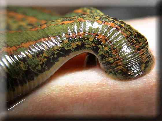 Пиявки медицинские Ростов-на-Дону