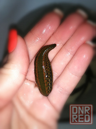 Пиявки медицинские Ростов-на-Дону - изображение 1