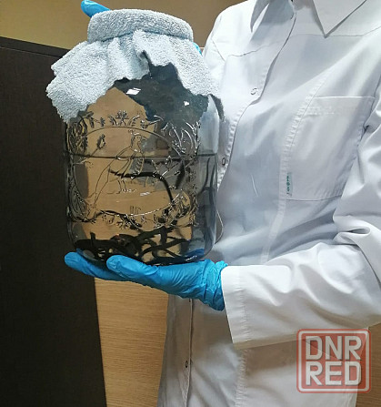 Пиявки медицинские Ростов-на-Дону - изображение 3