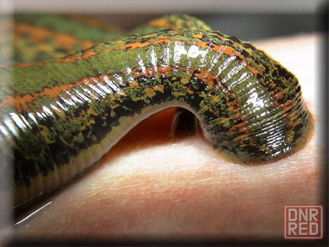 Пиявки медицинские Ростов-на-Дону - изображение 2