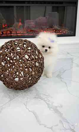 Девочка Померанский Шпиц со всеми документами Донецк