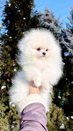 Девочка Померанский Шпиц со всеми документами Донецк