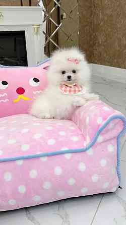 Девочка Померанский Шпиц со всеми документами Донецк