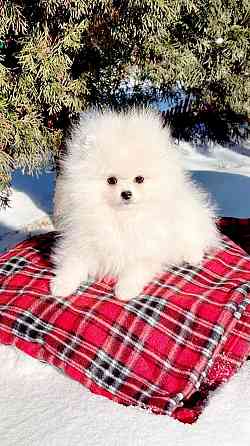 Девочка Померанский Шпиц со всеми документами Донецк