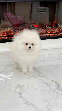 Девочка Померанский Шпиц со всеми документами Донецк