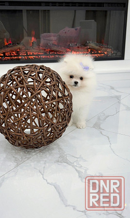 Девочка Померанский Шпиц со всеми документами Донецк - изображение 3