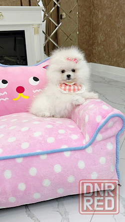 Девочка Померанский Шпиц со всеми документами Донецк - изображение 1