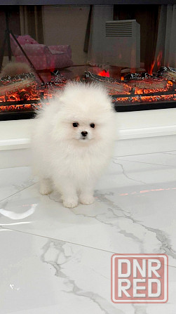 Девочка Померанский Шпиц со всеми документами Донецк - изображение 2