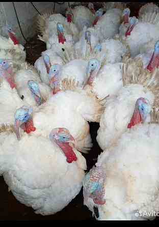 Индюки домашние Светлоград
