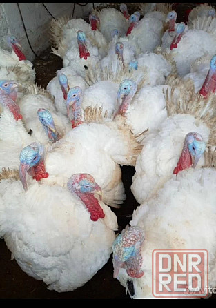 Индюки домашние Светлоград - изображение 1