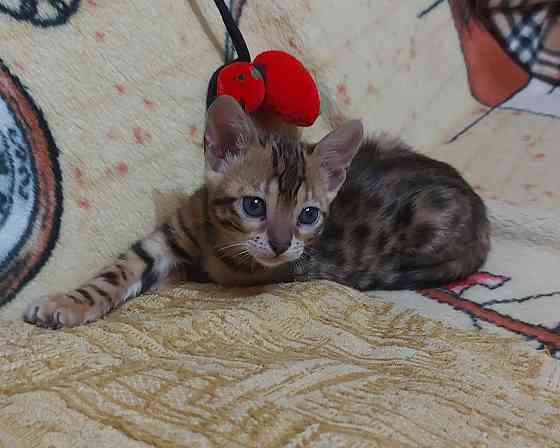 Котенок девочка серенгети Мариуполь