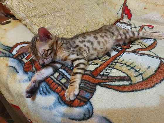 Котенок девочка серенгети Мариуполь