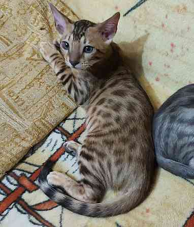 Котенок девочка серенгети Мариуполь