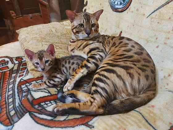 Котенок девочка серенгети Мариуполь