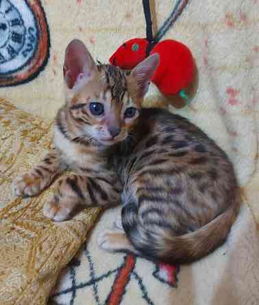 Котенок девочка серенгети Мариуполь