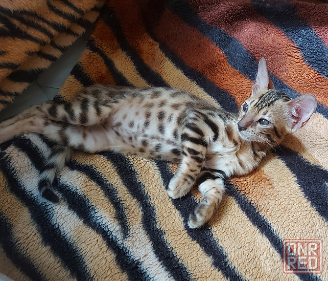 Котенок девочка серенгети Мариуполь - изображение 4