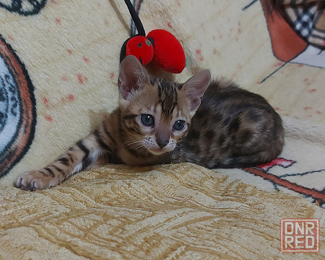 Котенок девочка серенгети Мариуполь - изображение 1