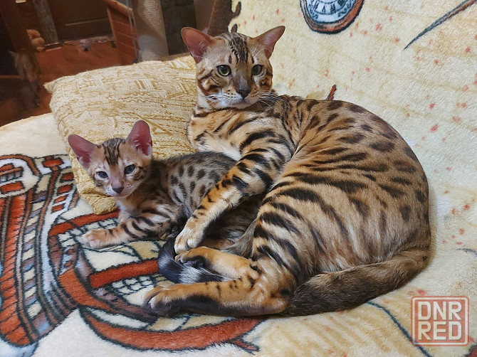 Котенок девочка серенгети Мариуполь - изображение 5