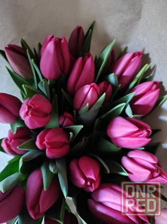 Тюльпаны к 8 марта оптом и мелким оптом Донецк - изображение 8