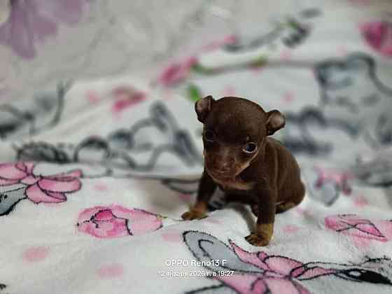 Русский той терьер Макеевка