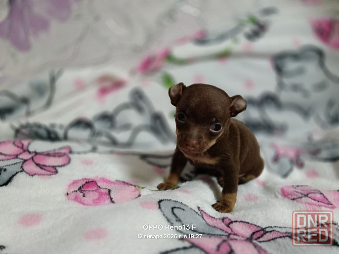 Русский той терьер Макеевка - изображение 1