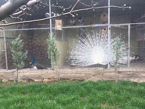 Продам павлинов Донецк