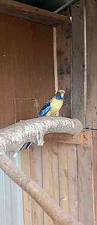 Продам попугаев Донецк