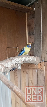 Продам попугаев Донецк - изображение 1