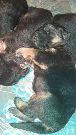 Продажа и бронирование щенков немецкой овчарки Макеевка