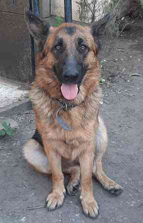 Продажа и бронирование щенков немецкой овчарки Макеевка