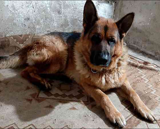 Продажа и бронирование щенков немецкой овчарки Макеевка