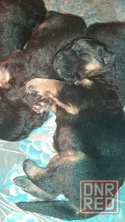 Продажа и бронирование щенков немецкой овчарки Макеевка - изображение 1