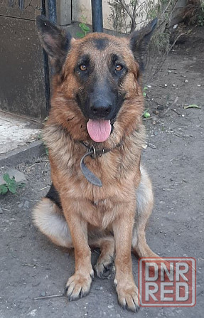 Продажа и бронирование щенков немецкой овчарки Макеевка - изображение 2