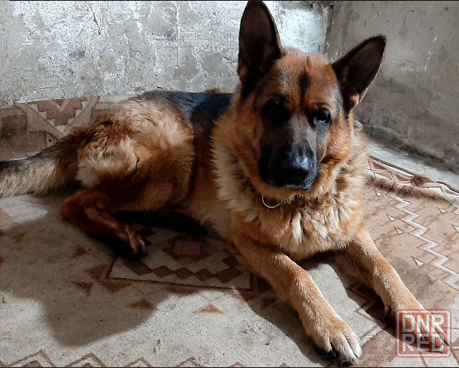 Продажа и бронирование щенков немецкой овчарки Макеевка - изображение 3