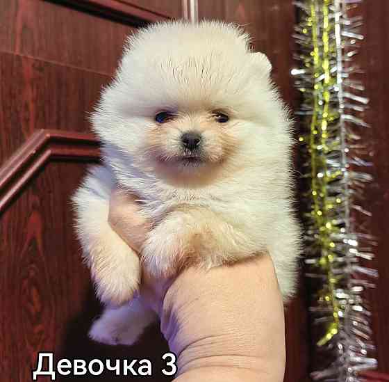 Щенки померанского шпица Донецк