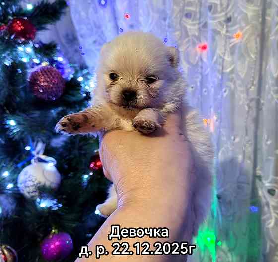 Щенки померанского шпица Донецк