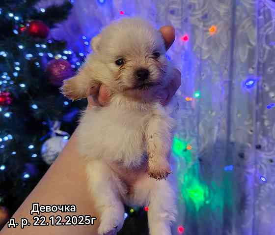 Щенки померанского шпица Донецк