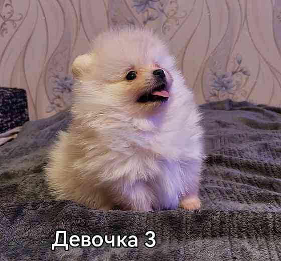 Девочки померанского шпица Донецк