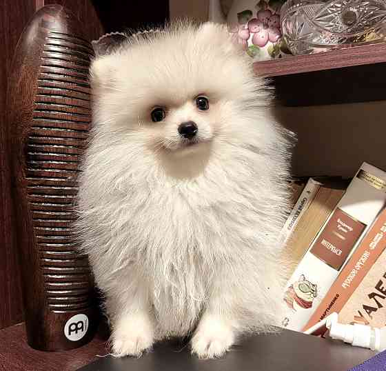 Щенки померанского шпица Донецк