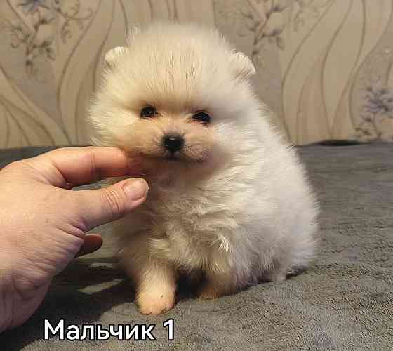 Щенки померанского шпица Донецк