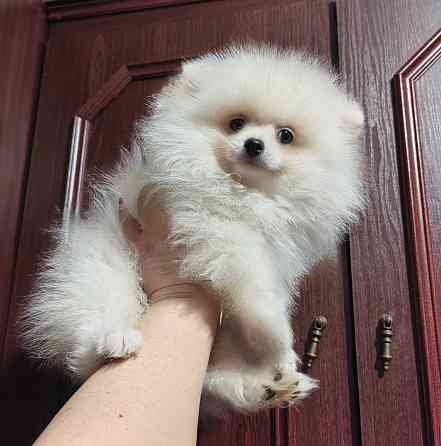 Щенки померанского шпица Донецк