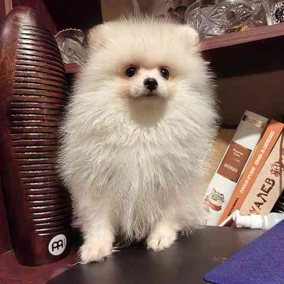 Щенки померанского шпица Донецк