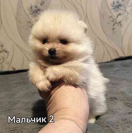 Щенки померанского шпица Донецк