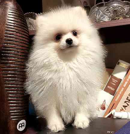 Щенки померанского шпица Донецк