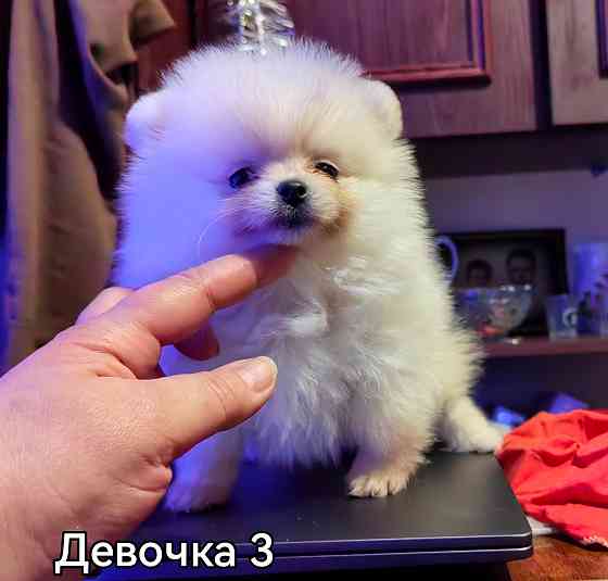 Девочки померанского шпица Донецк