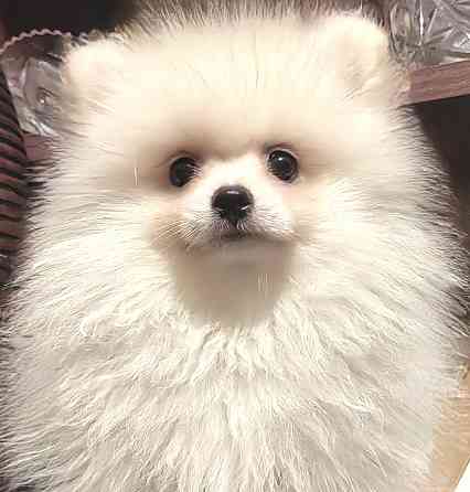 Щенки померанского шпица Донецк