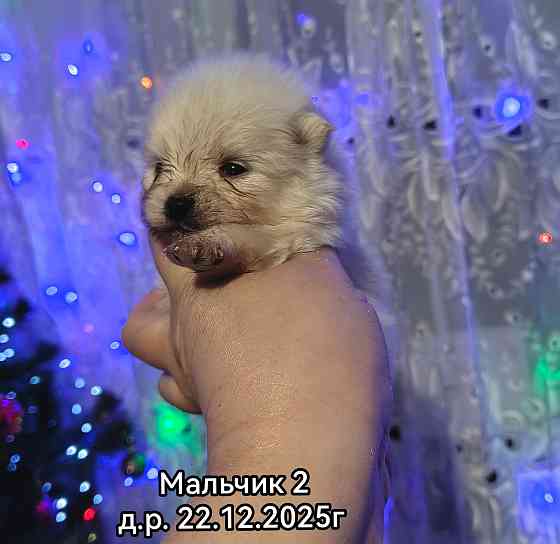 Щенки померанского шпица Донецк