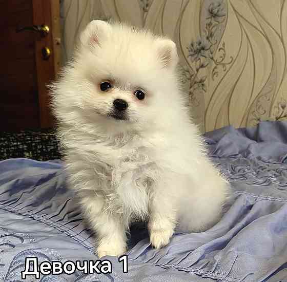 Девочки померанского шпица Донецк