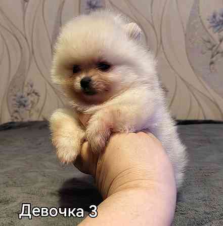 Щенки померанского шпица Донецк